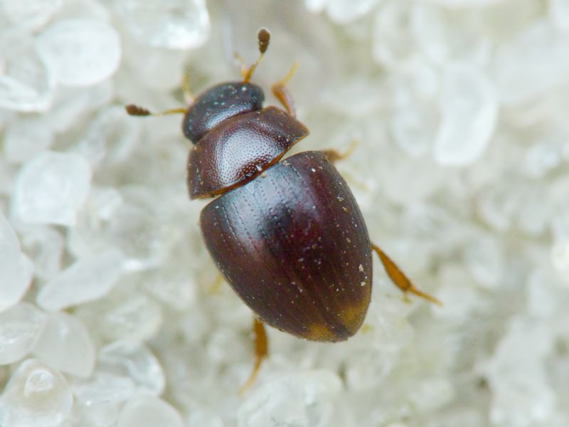 Hydrophilidae LatreiIle, 1802